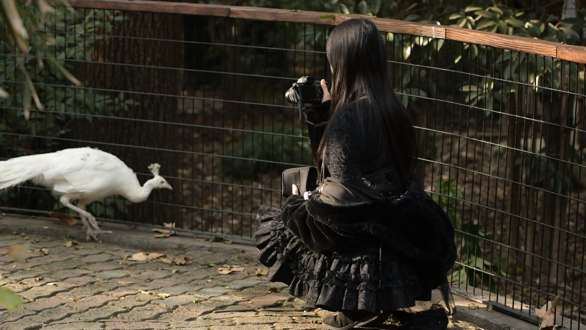 特别鸣谢：夜鹭、白鹭、夜鹭（亚成）、白头鹎、珠颈斑鸠、八哥、画眉、乌鸫、大嘴乌鸦、白颈乌鸦、喜鹊、灰喜鹊、棕背伯劳、红隼、凤头鹰、普通翠鸟、红尾水鸲、北红尾鸲、某种柳莺、麻雀、鹊鸲、戴胜、丝光椋鸟、棕头鸦雀、小鹀、白鹡鸰、小鸊鷉、绿头鸭、尼康D850 https://t.co/argobOpyjK