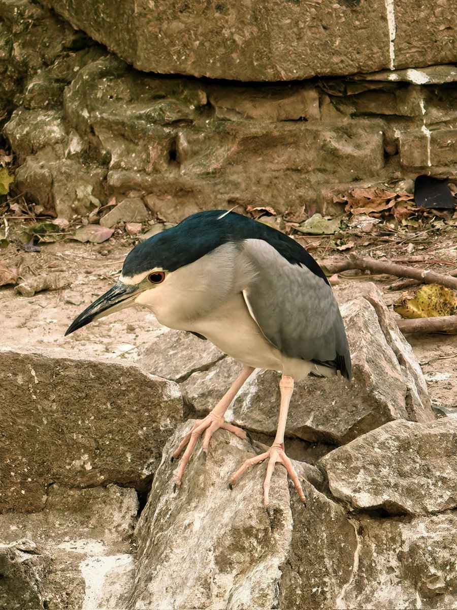 特别鸣谢：夜鹭、白鹭、夜鹭（亚成）、白头鹎、珠颈斑鸠、八哥、画眉、乌鸫、大嘴乌鸦、白颈乌鸦、喜鹊、灰喜鹊、棕背伯劳、红隼、凤头鹰、普通翠鸟、红尾水鸲、北红尾鸲、某种柳莺、麻雀、鹊鸲、戴胜、丝光椋鸟、棕头鸦雀、小鹀、白鹡鸰、小鸊鷉、绿头鸭、尼康D850 https://t.co/argobOpyjK