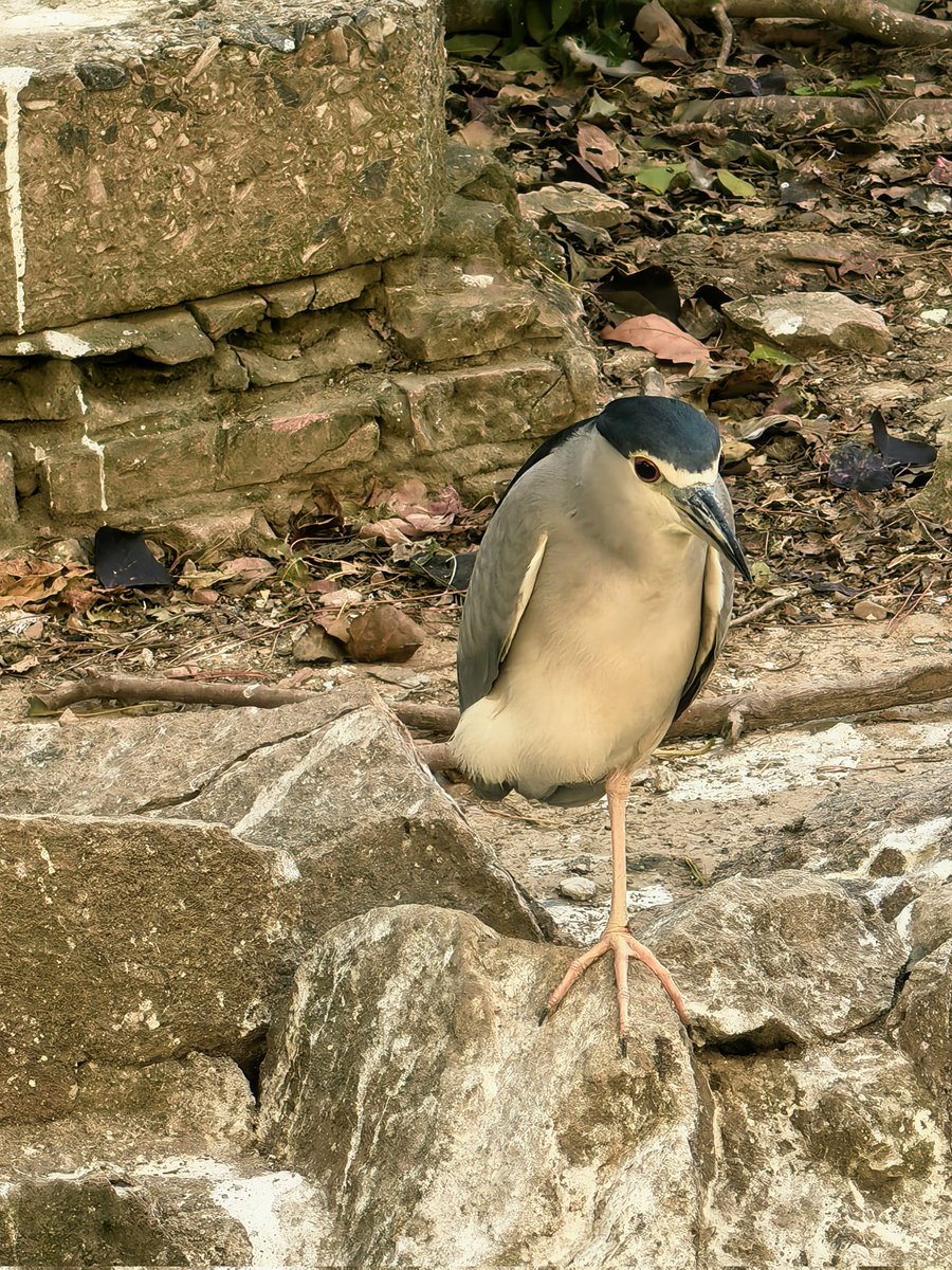 特别鸣谢：夜鹭、白鹭、夜鹭（亚成）、白头鹎、珠颈斑鸠、八哥、画眉、乌鸫、大嘴乌鸦、白颈乌鸦、喜鹊、灰喜鹊、棕背伯劳、红隼、凤头鹰、普通翠鸟、红尾水鸲、北红尾鸲、某种柳莺、麻雀、鹊鸲、戴胜、丝光椋鸟、棕头鸦雀、小鹀、白鹡鸰、小鸊鷉、绿头鸭、尼康D850 https://t.co/argobOpyjK