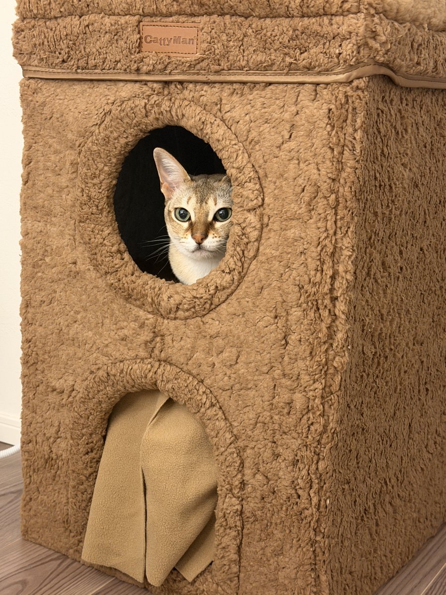 上弦の猫 https://t.co/j14ngXiga6