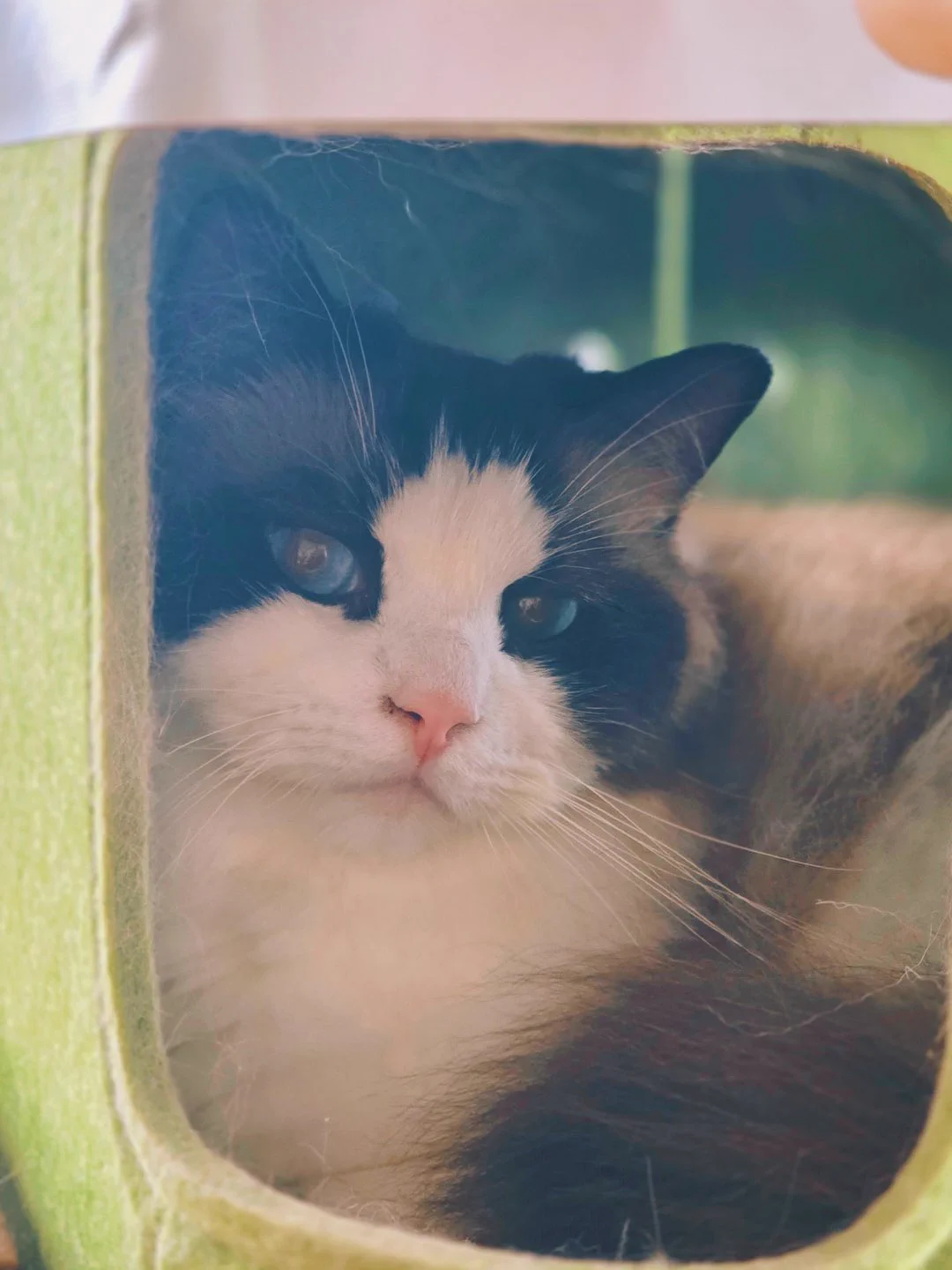 我家大宝二宝 https://t.co/8yEcqixblm