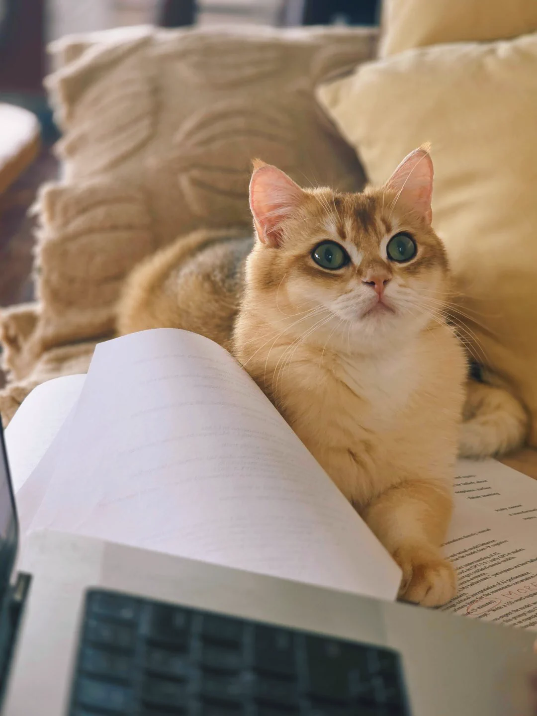 我家大宝二宝 https://t.co/8yEcqixblm