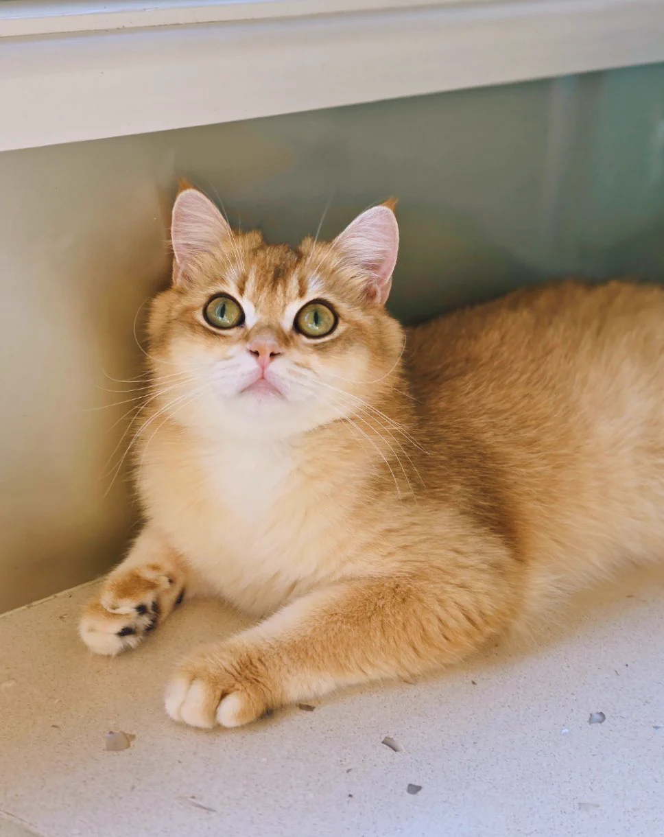 我家大宝二宝 https://t.co/8yEcqixblm