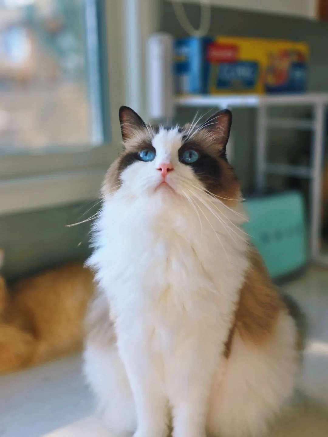 我家大宝二宝 https://t.co/8yEcqixblm