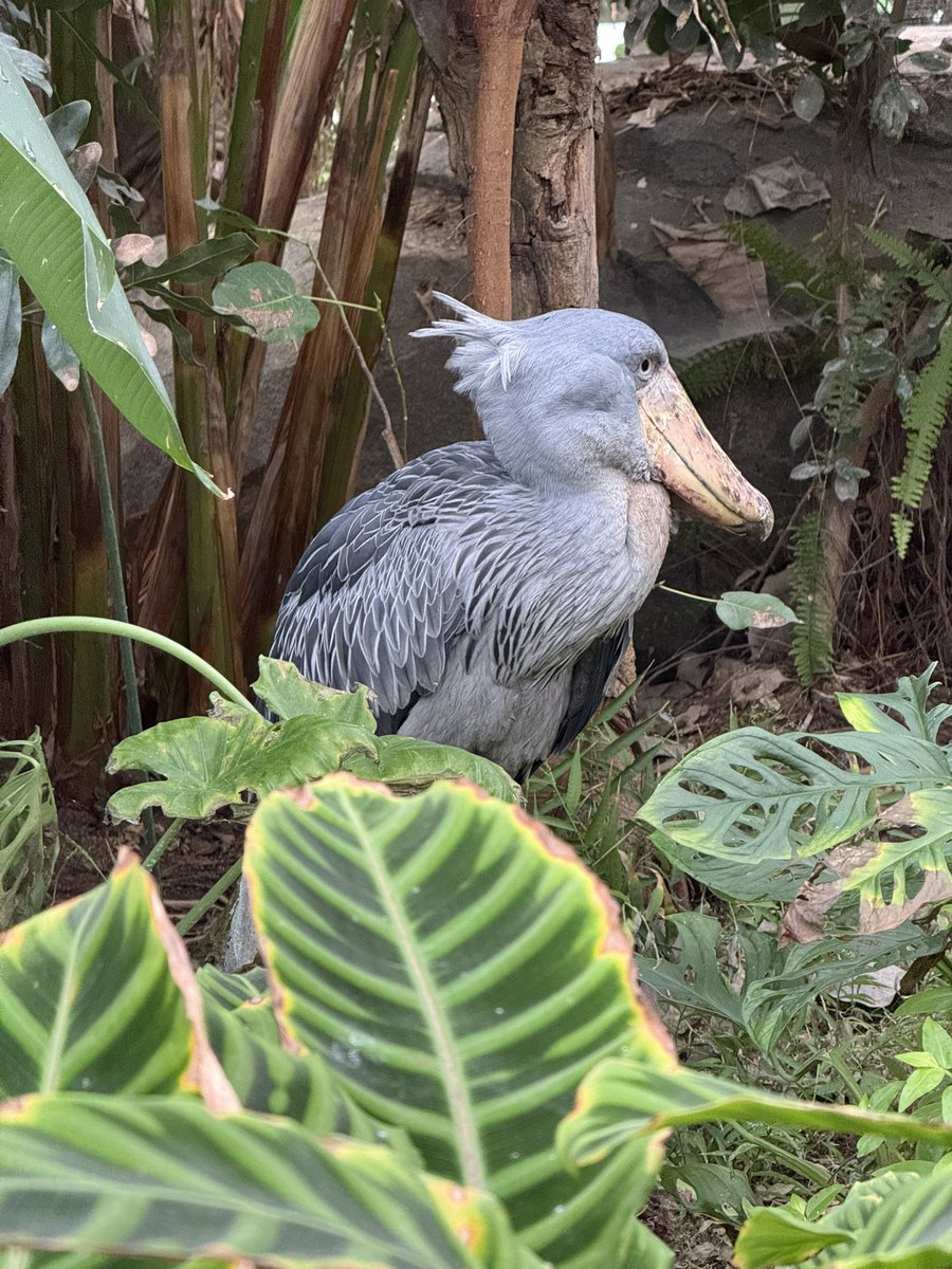 奈良テレビ「いい福みつけ旅」
本日23:30～24:00放送です✨
神戸どうぶつ王国で、たくさんのかわいいどうぶつさんと触れ合ってきました！！
癒されまくりの最高の王国すぎて幸せでした😖❤️
放送後にはYouTubeにもアップされますのでお楽しみに！！
どうぶつ王国のエース、ハシビロコウとうちの黒猫にそっくりなヤブイヌちゃんを添えて🐈‍⬛♡
#奈良テレビ
#いい福みつけ旅
#福盛訓之
#長澤茉里奈