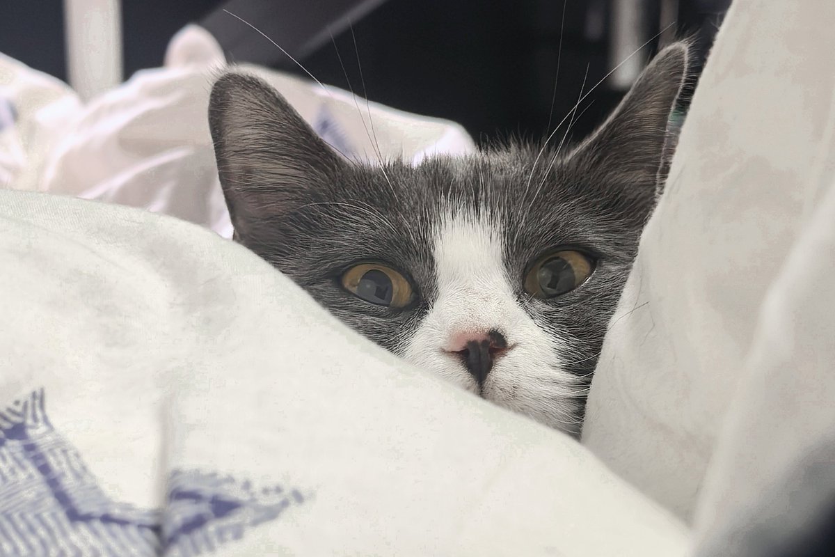 和人说话累。和人发消息累。
如果可以只和猫社交的话就好了。 https://t.co/j14SuZTh5u