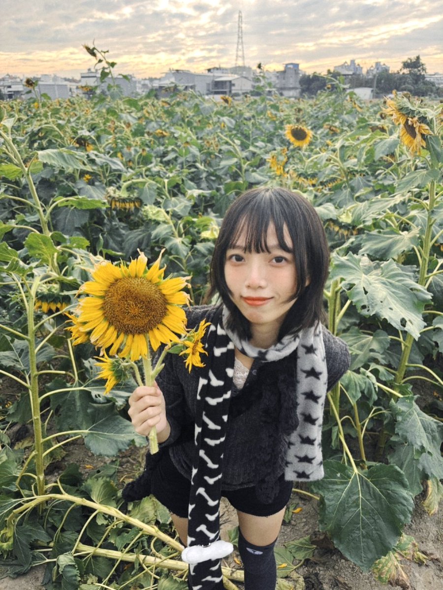 大寮的向日葵花田開放摘花
但要自備剪刀喔 https://t.co/wYOIdOmWUw