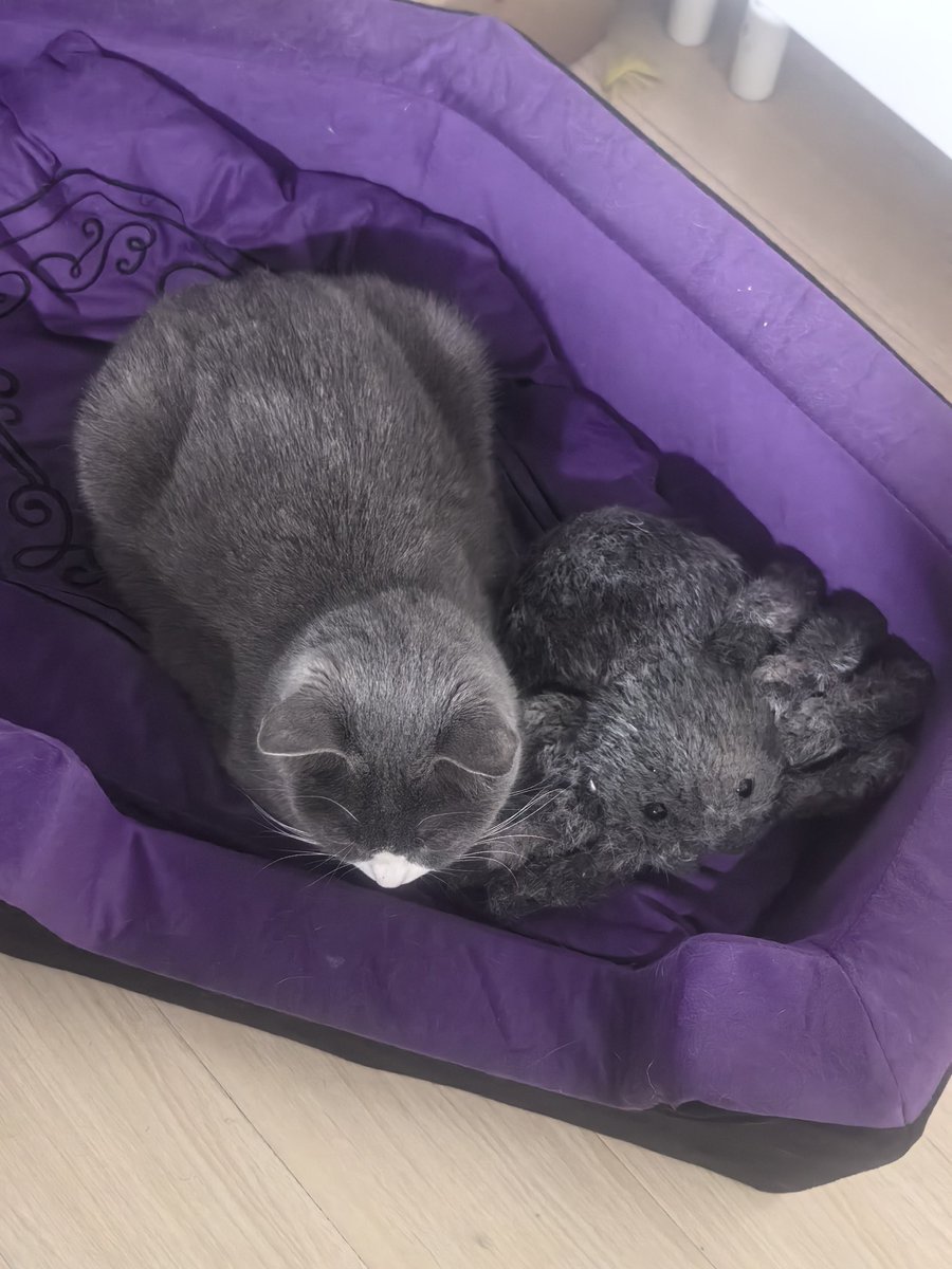 发性感照片只为骗人来看我的小猫，已经被在下养得肥肥亮亮健健康康了，谁来夸赞？ https://t.co/2BkAX7AAhH