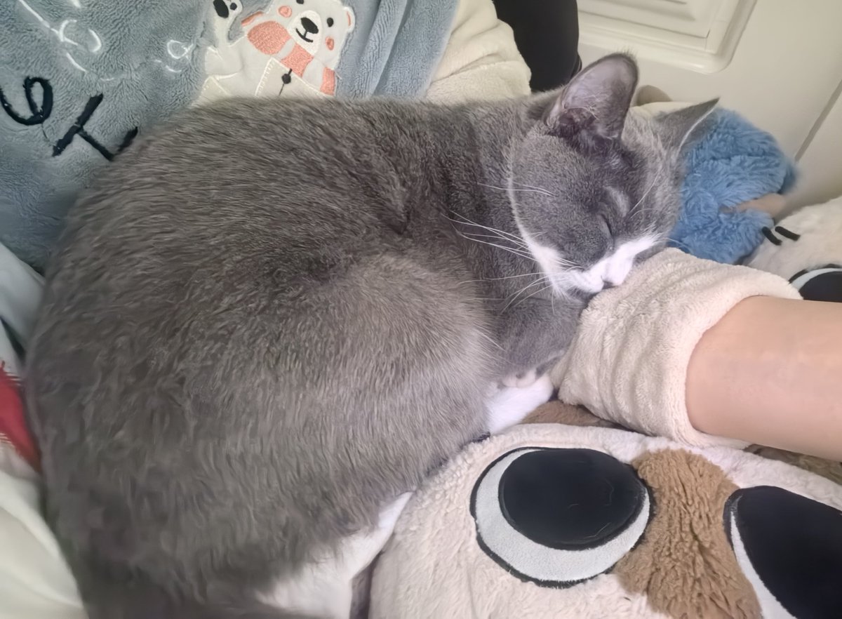 发性感照片只为骗人来看我的小猫，已经被在下养得肥肥亮亮健健康康了，谁来夸赞？ https://t.co/2BkAX7AAhH