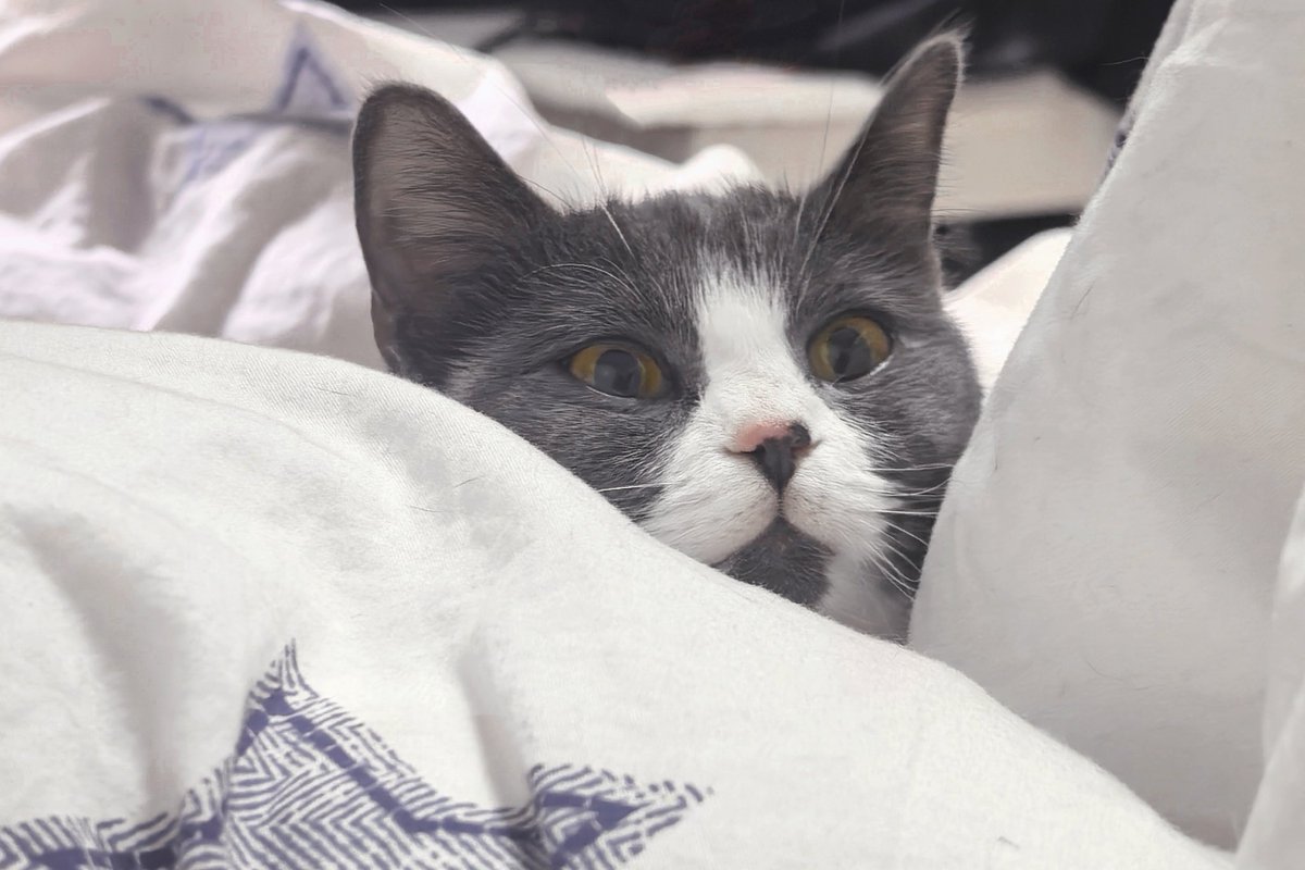 发性感照片只为骗人来看我的小猫，已经被在下养得肥肥亮亮健健康康了，谁来夸赞？ https://t.co/2BkAX7AAhH