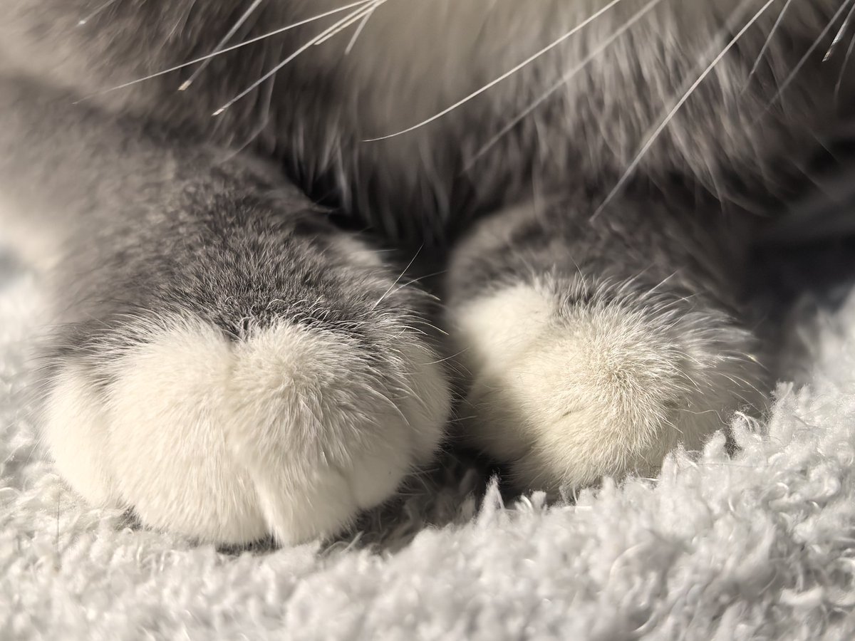 我爸就是这样一个男人：
表面上整天和我说这猫烦死了脏死了快点处理掉
背地里偷偷给吱麻糊挑鱼吃还叫她小公主 https://t.co/yZvGDiFyR9