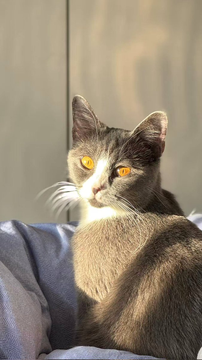 我爸就是这样一个男人：
表面上整天和我说这猫烦死了脏死了快点处理掉
背地里偷偷给吱麻糊挑鱼吃还叫她小公主 https://t.co/yZvGDiFyR9