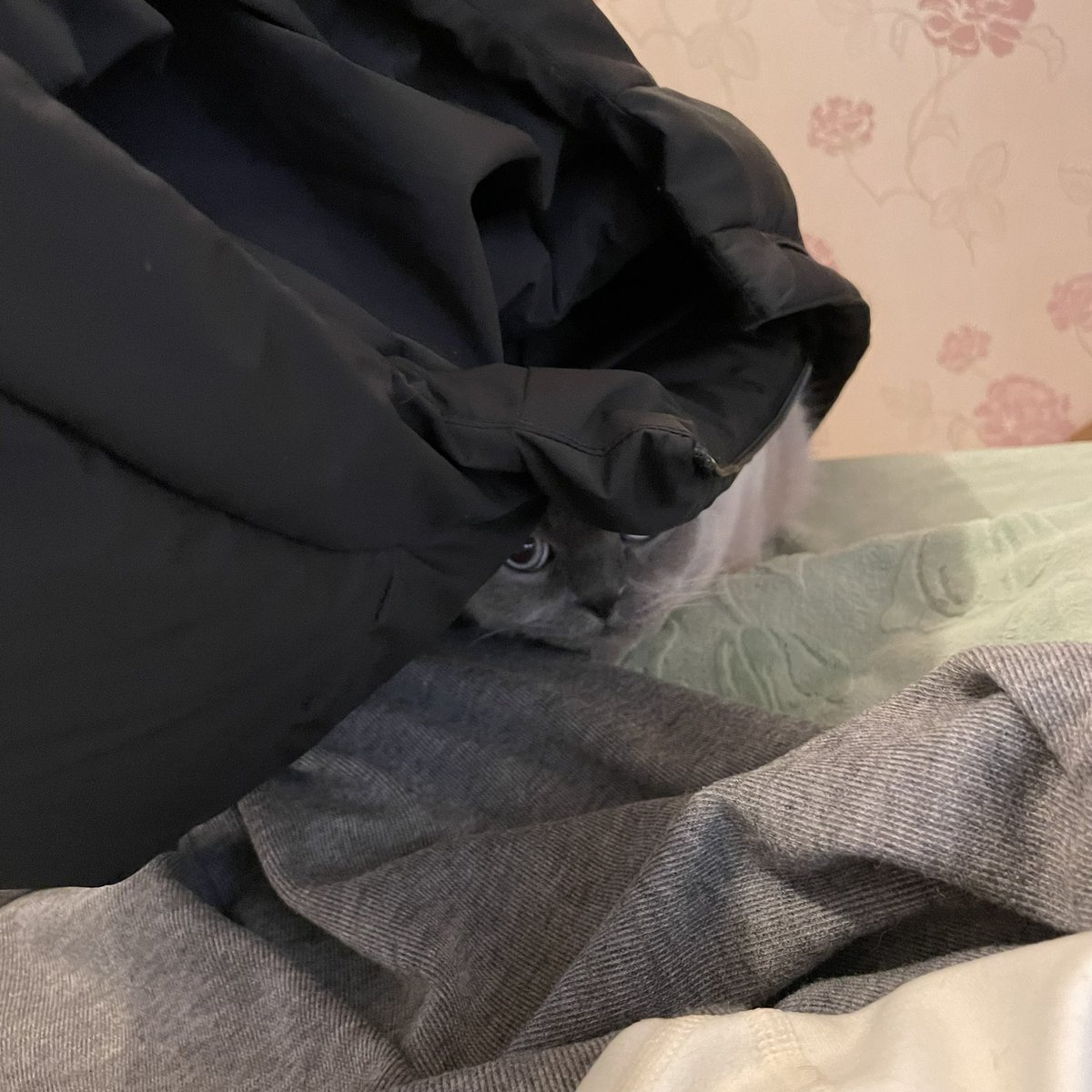 冬日小猫睡觉现状
我一脱羽绒服就开始钻🥹 https://t.co/76rZYJOKOn