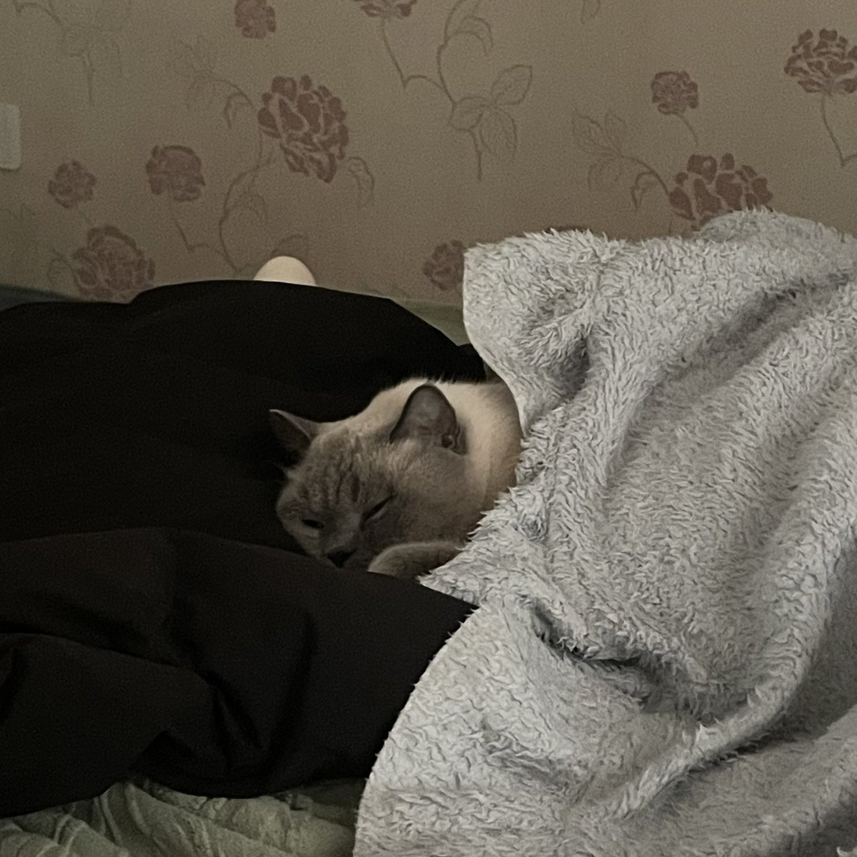 冬日小猫睡觉现状
我一脱羽绒服就开始钻🥹 https://t.co/76rZYJOKOn