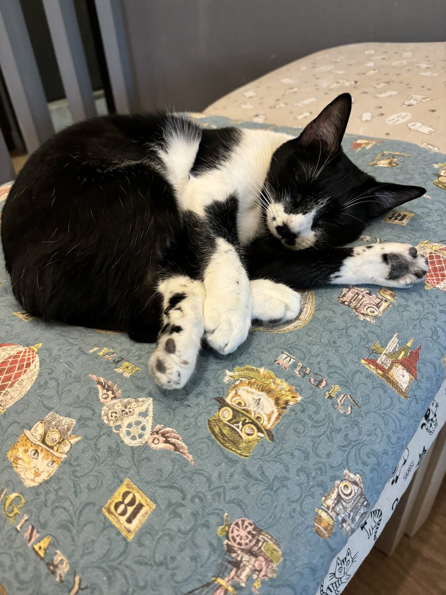 貓貓陪我吃飯 https://t.co/uTolSmVMJf