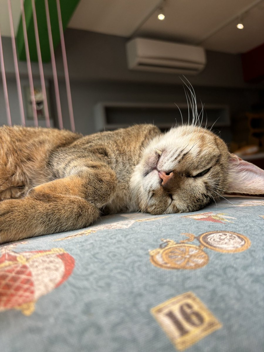 貓貓陪我吃飯 https://t.co/uTolSmVMJf