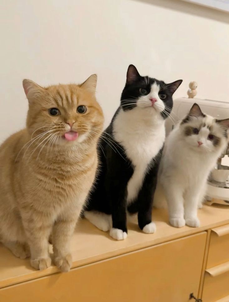 Other cat: 😐
Orange cat: 😛 https://t.co/XBEY29NLVj