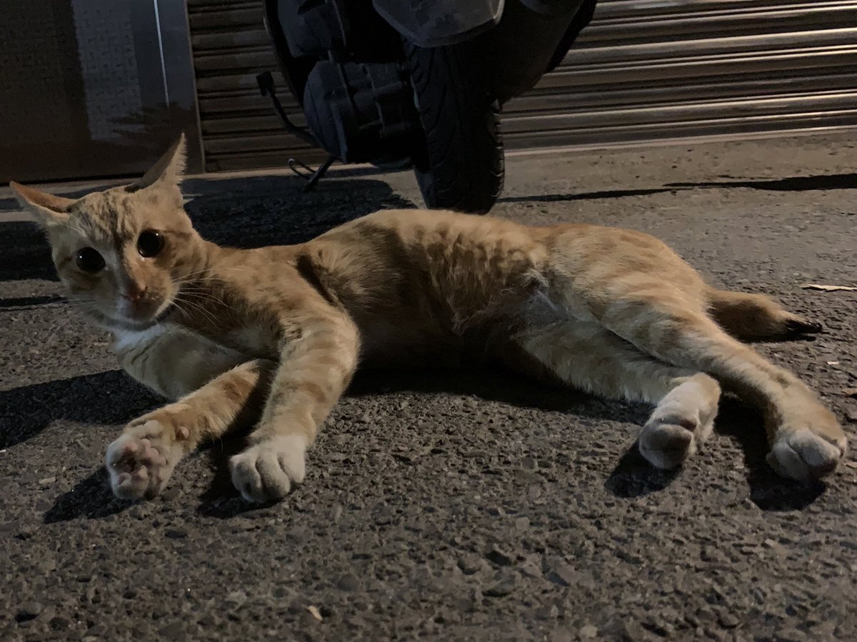 色情小貓野外露出 https://t.co/2VSsJSKV1C