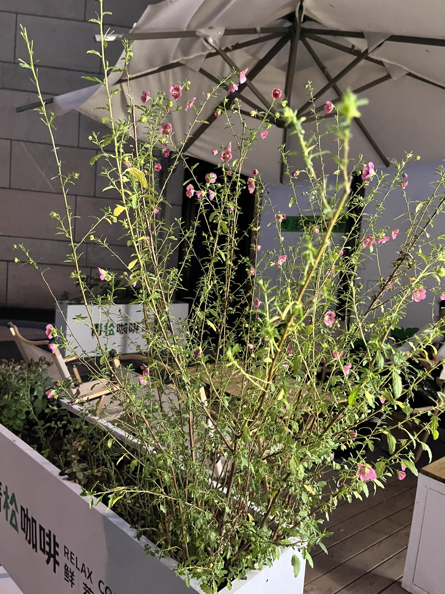 在散步的路上看到一株很漂亮的植物 https://t.co/rXAozfV2C4