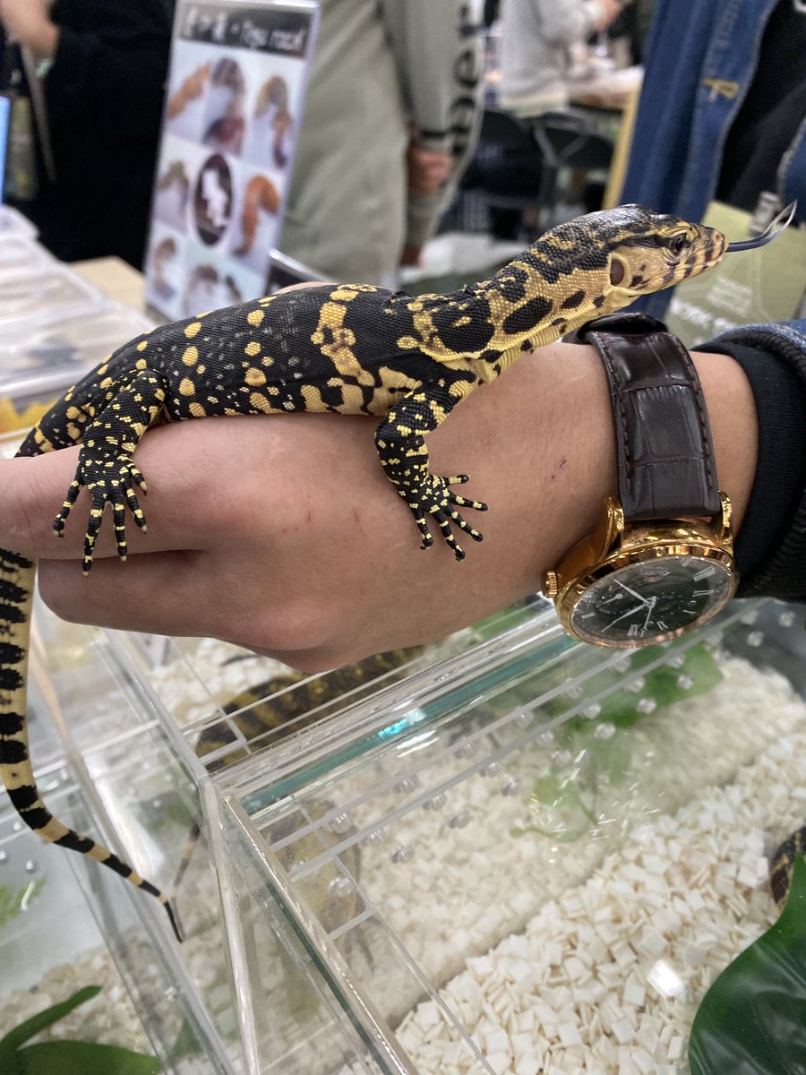 爬蟲展超好玩!!!
（朋友甚至想抱鱷魚 我是不敢😵‍💫 https://t.co/g38CUI8bAh