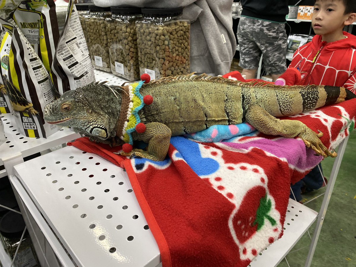 爬蟲展超好玩!!!
（朋友甚至想抱鱷魚 我是不敢😵‍💫 https://t.co/g38CUI8bAh