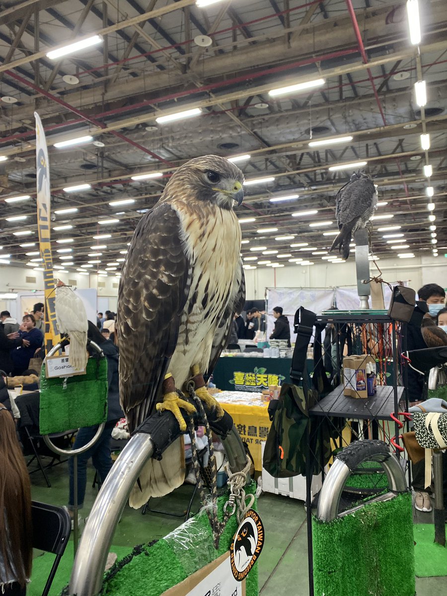 爬蟲展超好玩!!!
（朋友甚至想抱鱷魚 我是不敢😵‍💫 https://t.co/g38CUI8bAh
