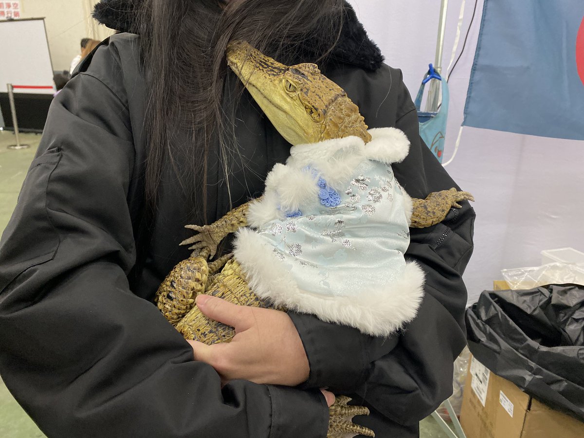爬蟲展超好玩!!!
（朋友甚至想抱鱷魚 我是不敢😵‍💫 https://t.co/g38CUI8bAh
