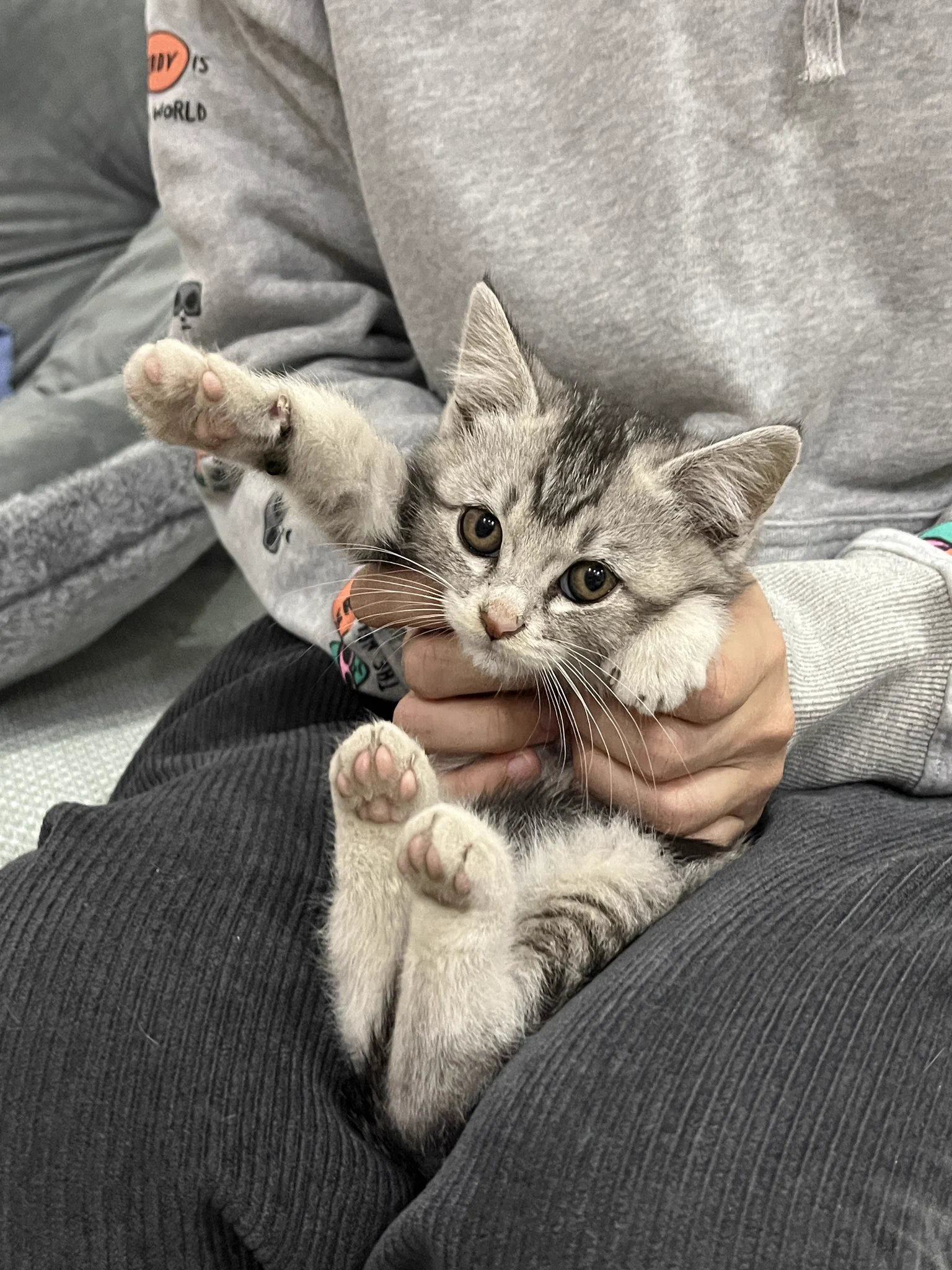 很有精力的少爷一位，玩了半个小时的逗猫棒都不累的 https://t.co/Uliwbd0HcT