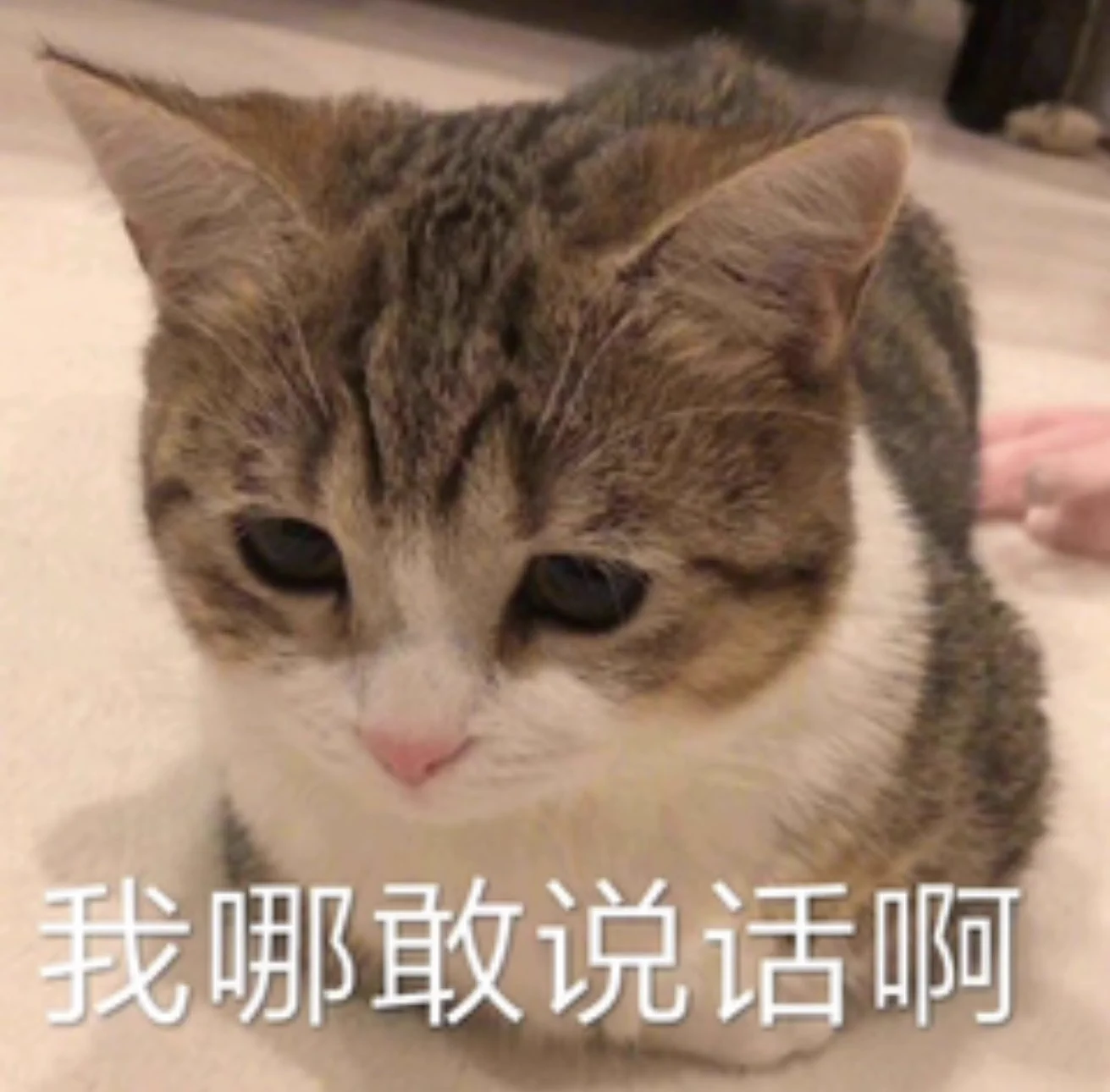 wk我好像是限流了，三个小时了流量都没有破三k，我感觉我需要另谋出路了 是转战wb还是搞个dy https://t.co/kydwb9FzQv