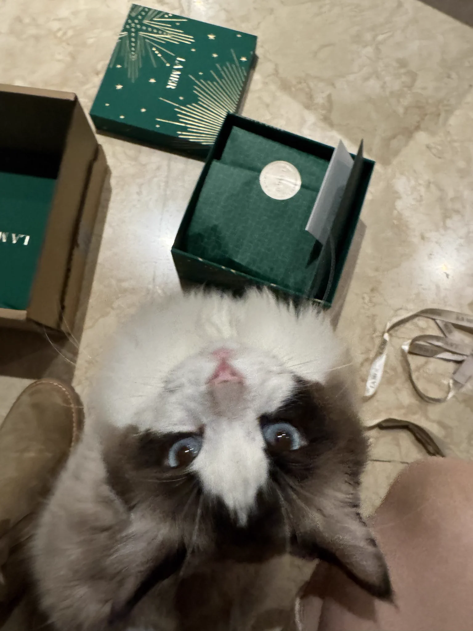 接到戴森的广告了 没错 是戴森  但…接到的是我家猫 太牛了我的迪迦 https://t.co/mKYNIXKvxX