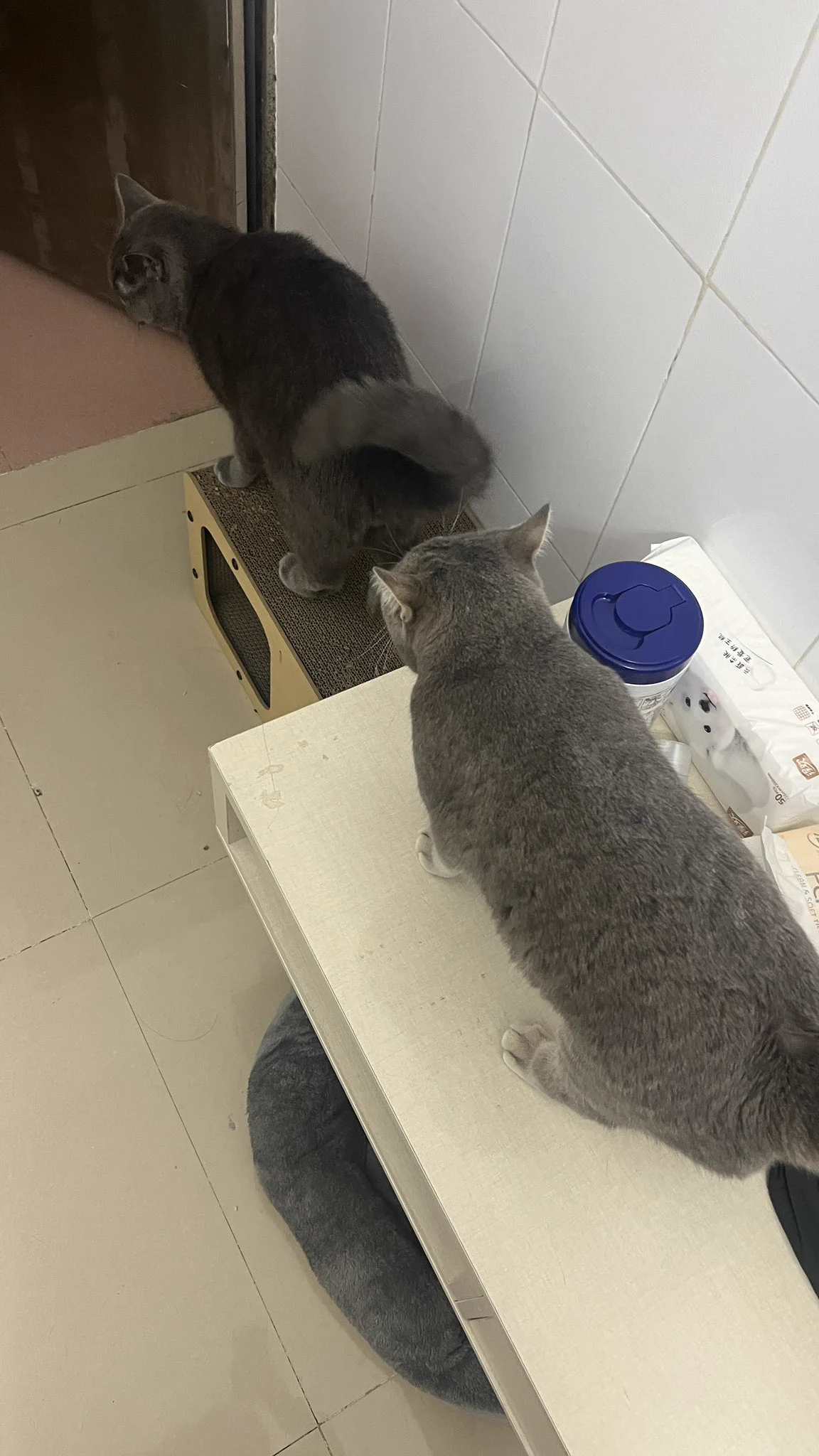 到家了 结果发现7瘦了豆妮肥了……………… https://t.co/6lGhlfAFnA