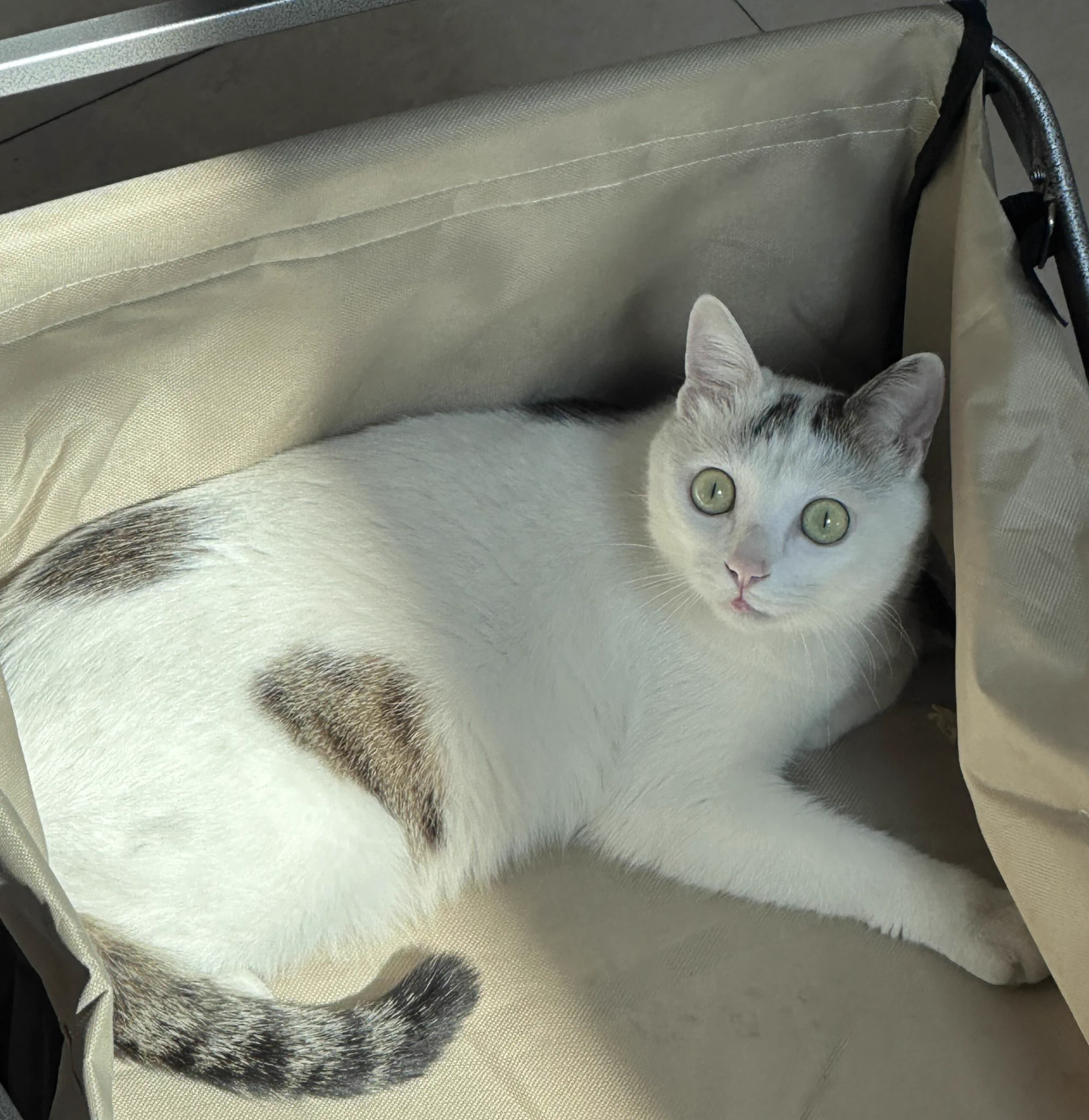 宝宝你是一个芝麻白团团 https://t.co/jyrMYwkCj0