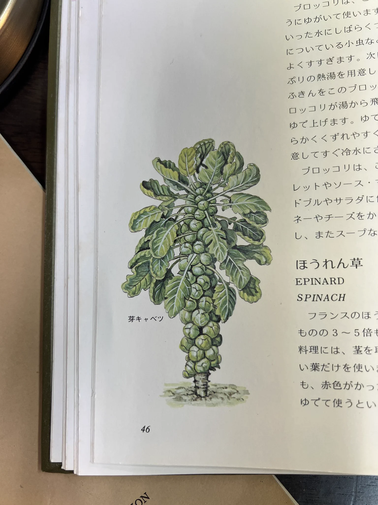 【本日の学び】芽キャベツってキャベツみたいに一個ずつできてるのかと思ったらたくさん実ってた https://t.co/K3CrKJGgl4