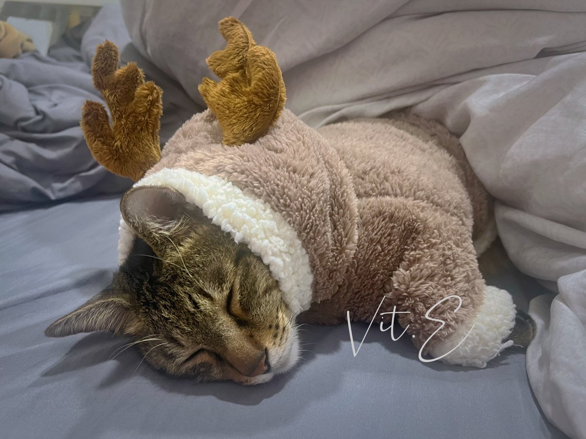 天冷限定
穿著毛毛衣ㄉ三寶⸜(* ॑꒳ ॑* )⸝

因為很可愛
每個人都必須看到✨

#三寶是隻話癆胖貓咪 

轉發這隻貓貓
接下來這個禮拜都可以睡得跟他一樣香（？ https://t.co/sYxPnQTFsa