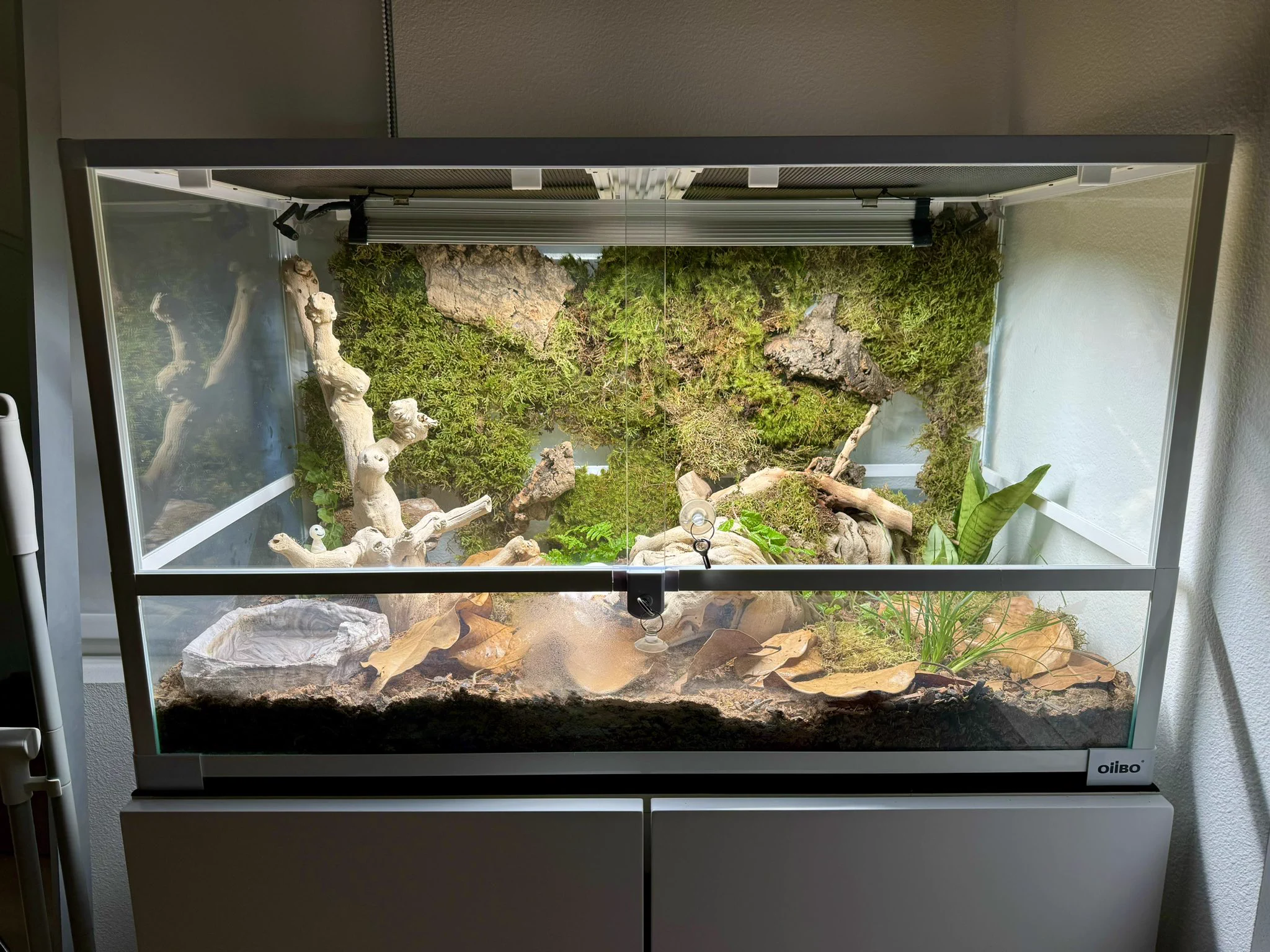 I upgraded Yato’s enclosure :3 I have to purchase more moss to fill in the background moreThis is a bioactive vivarium just like his old one! https://t.co/Rw1C2T8z4Q