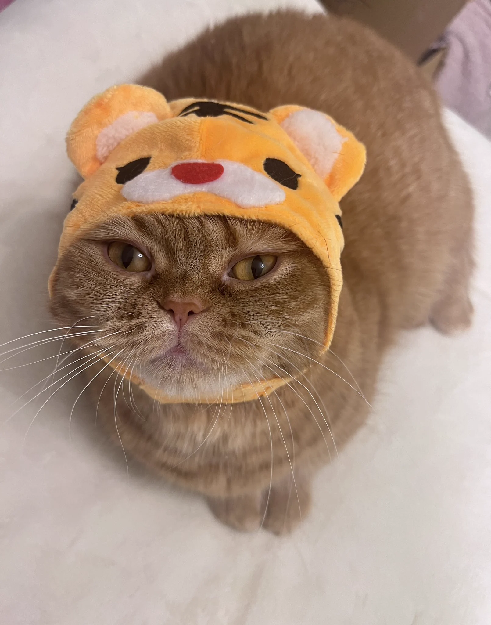 #ねこの日 https://t.co/EdrD6tyiRC
