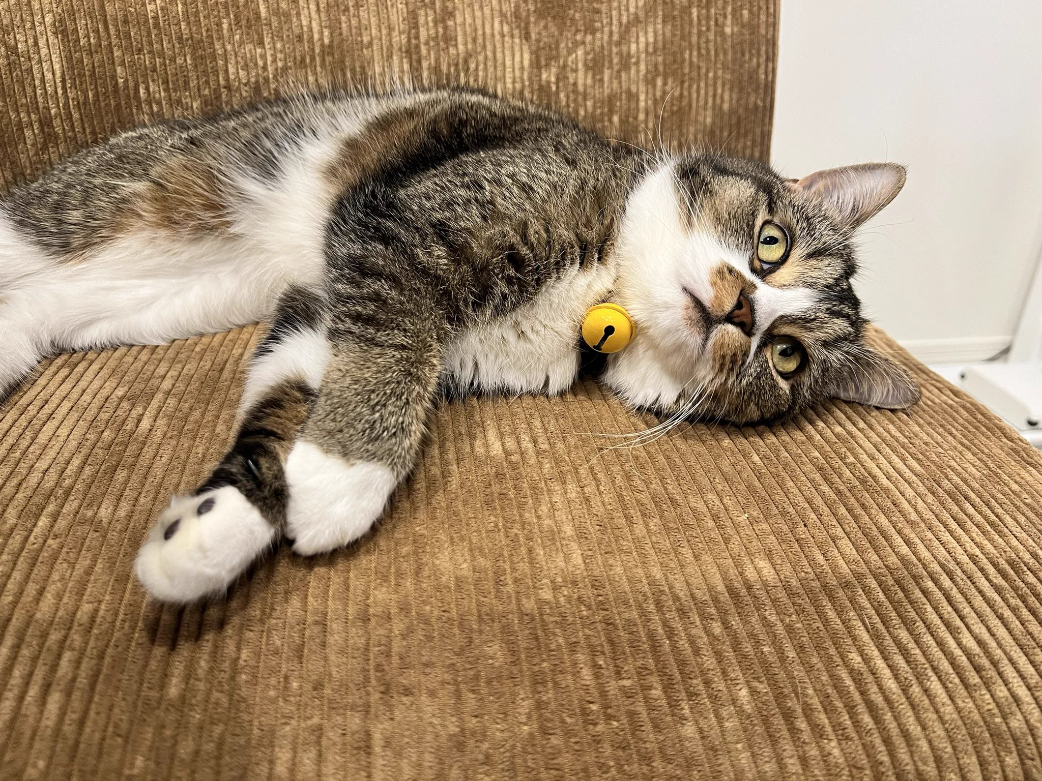 おはごま😼 https://t.co/lOy7DPGHPQ