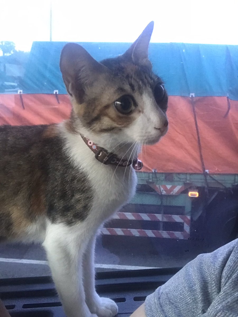 大家好呀～(/ω＼)我的名字叫糖糖！
今天是我親愛的媽咪生日🎂
大家可以祝福一下我媽咪嗎～(｡ì _ í｡) https://t.co/tMpbe68fRA