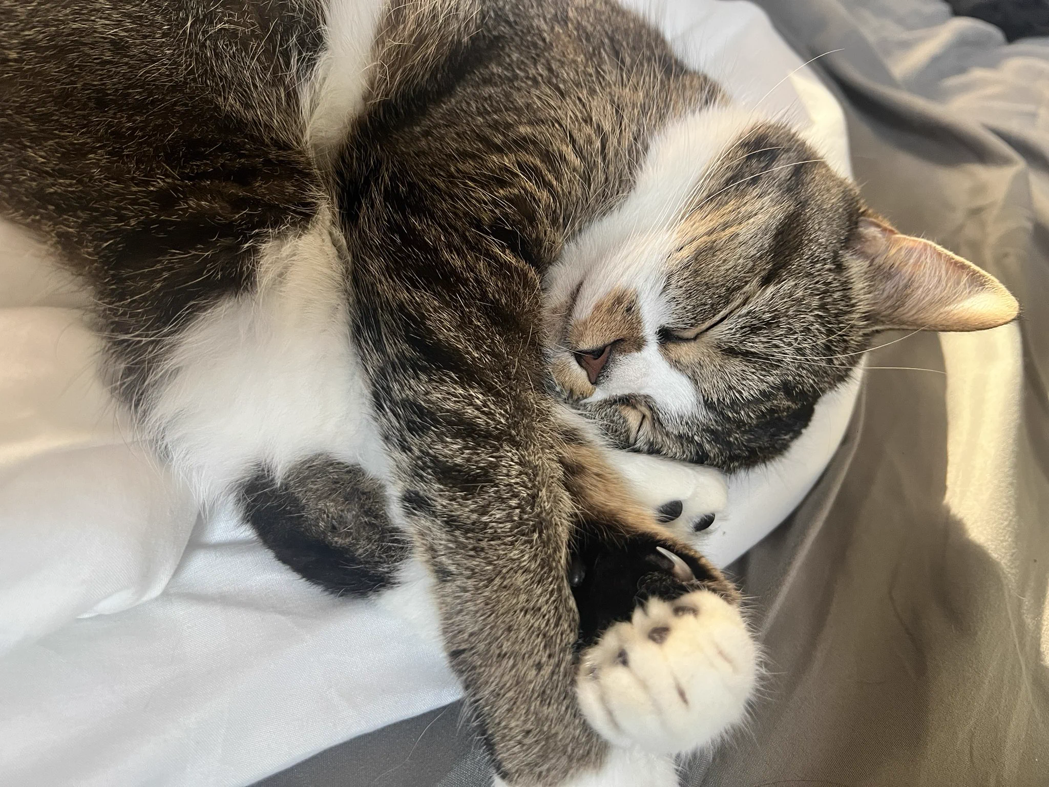 おはごま😼 https://t.co/wzitWB5nQX