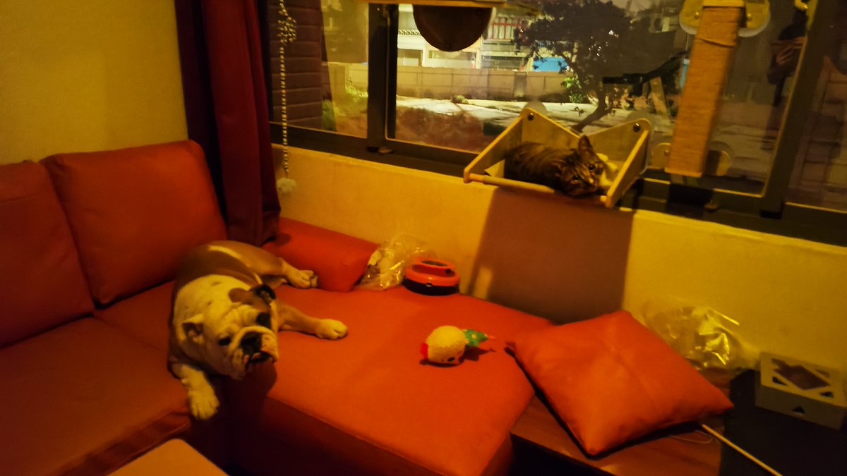 半夜起床 寶摸都抬頭看我

上飛機啦
可以好好睡一下了 https://t.co/DTc0pI8stq