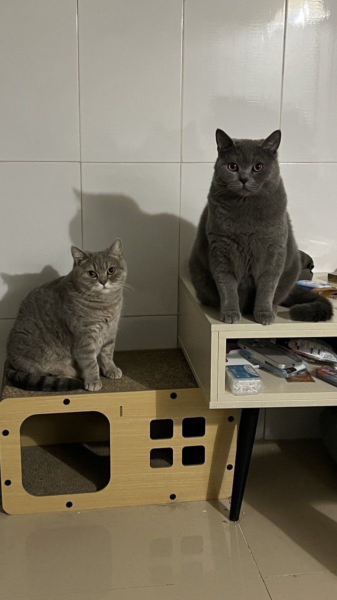 接下来一个月每天都给这两只猪喂鸡腿肉或者罐头了让他俩减减肥 https://t.co/P0B0k4YIy8