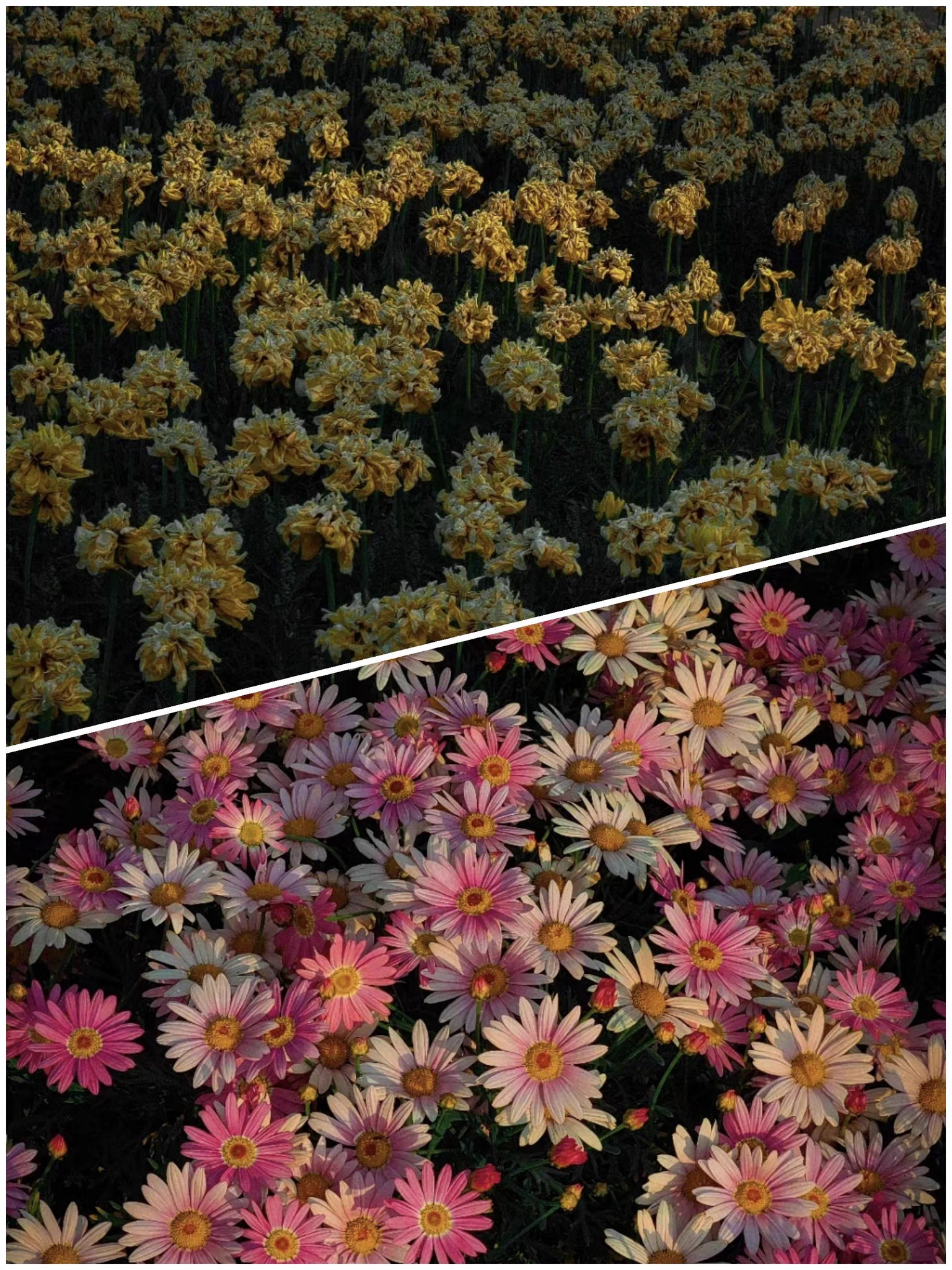 分享春天🌷
要阳光明媚哦☀️
ps:过🚪时赞赏码一定要备注vx号哦,或者私信和我讲一下～ https://t.co/s1sIWukixE