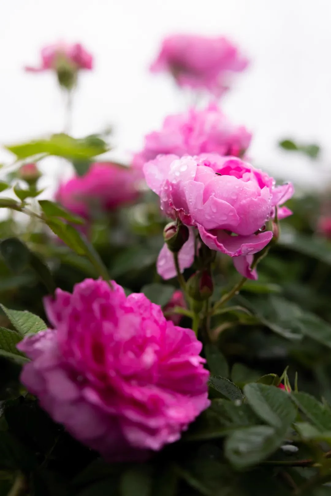 🌸 From our gardens to your plate, residents in Xiaolan town, #Zhongshan, add a rose only seen here into egg rolls, candies, pancakes and even chicken wings! Come here and have a bite this spring. #YummyZhongshan https://t.co/055C5pYBhJ