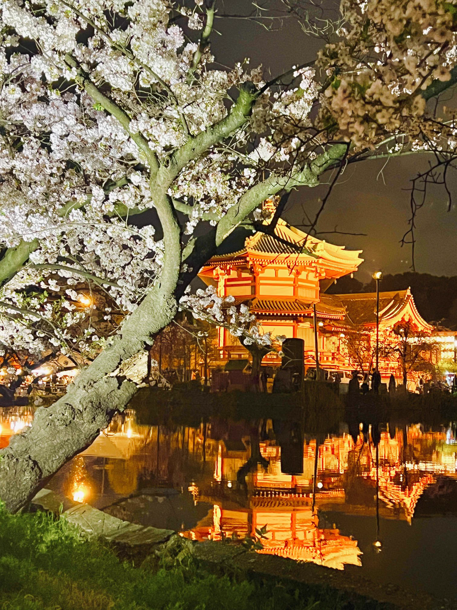 今年のお気に入りの一枚です🌸 https://t.co/zK6mb5NwbT