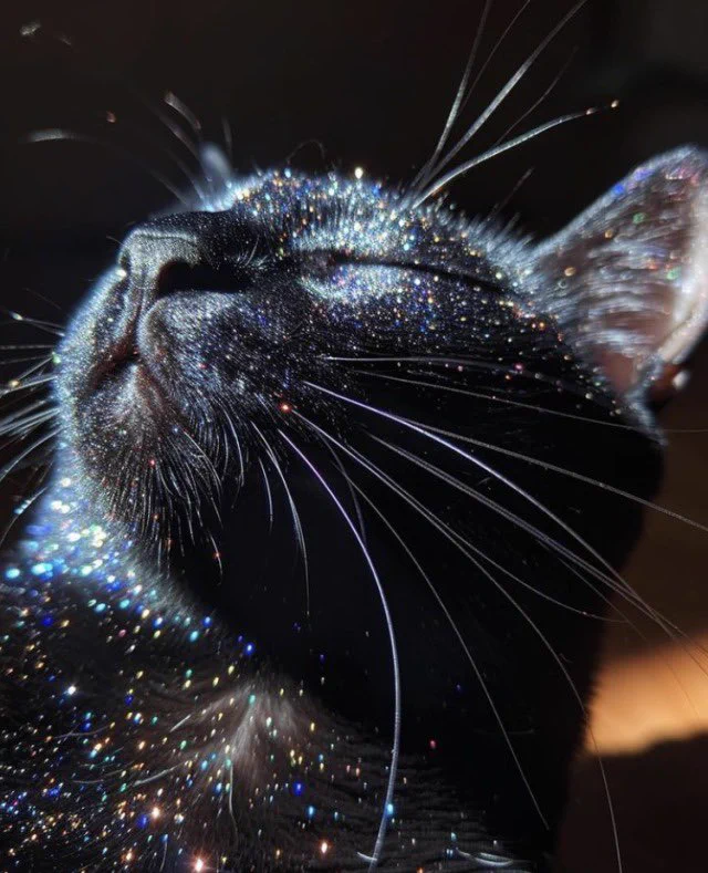 ✨✨🐈‍⬛ https://t.co/eSWdPv5b7M