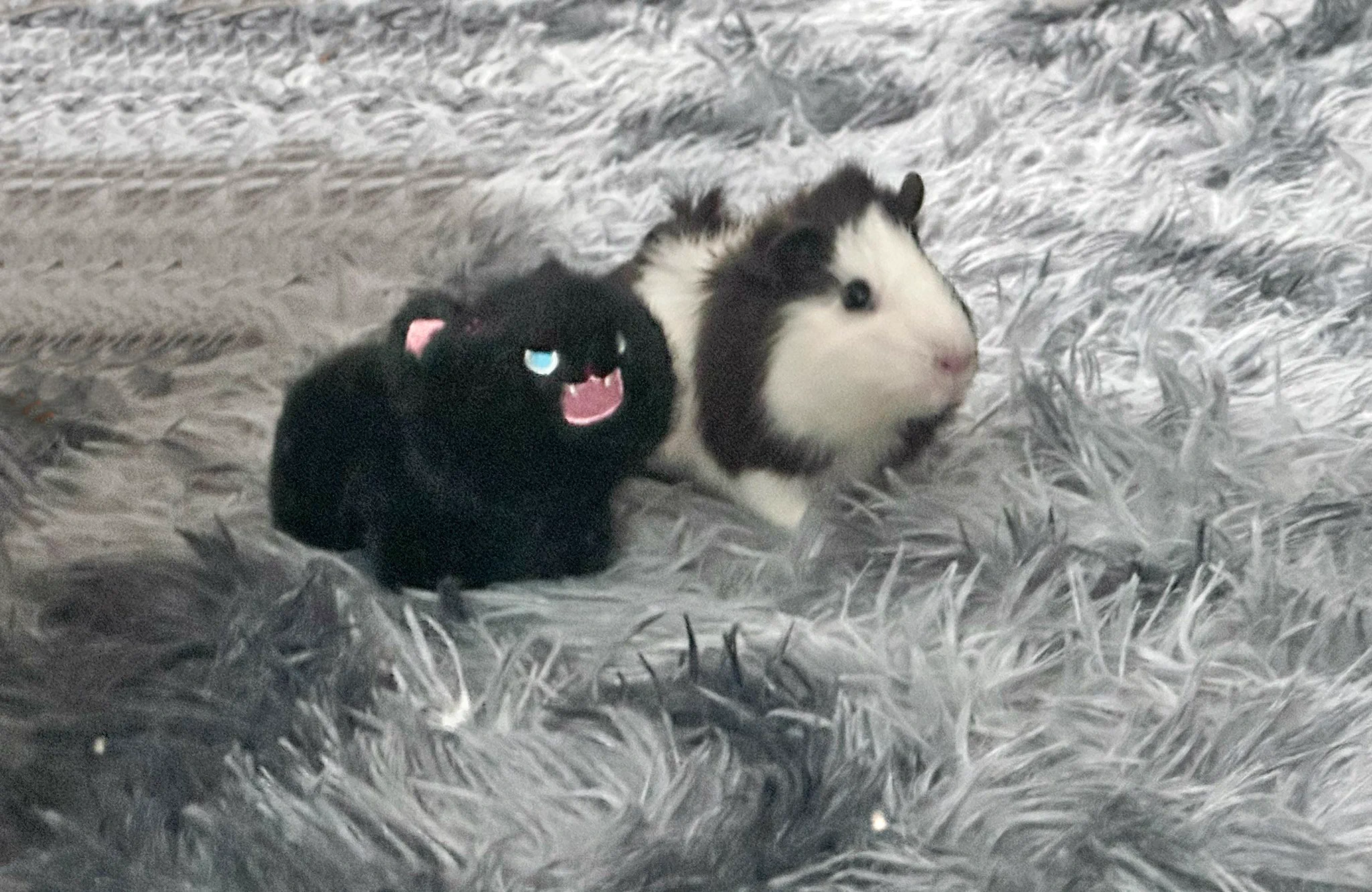 我是荷兰猪宠物博主 https://t.co/FYlrdRcrs5