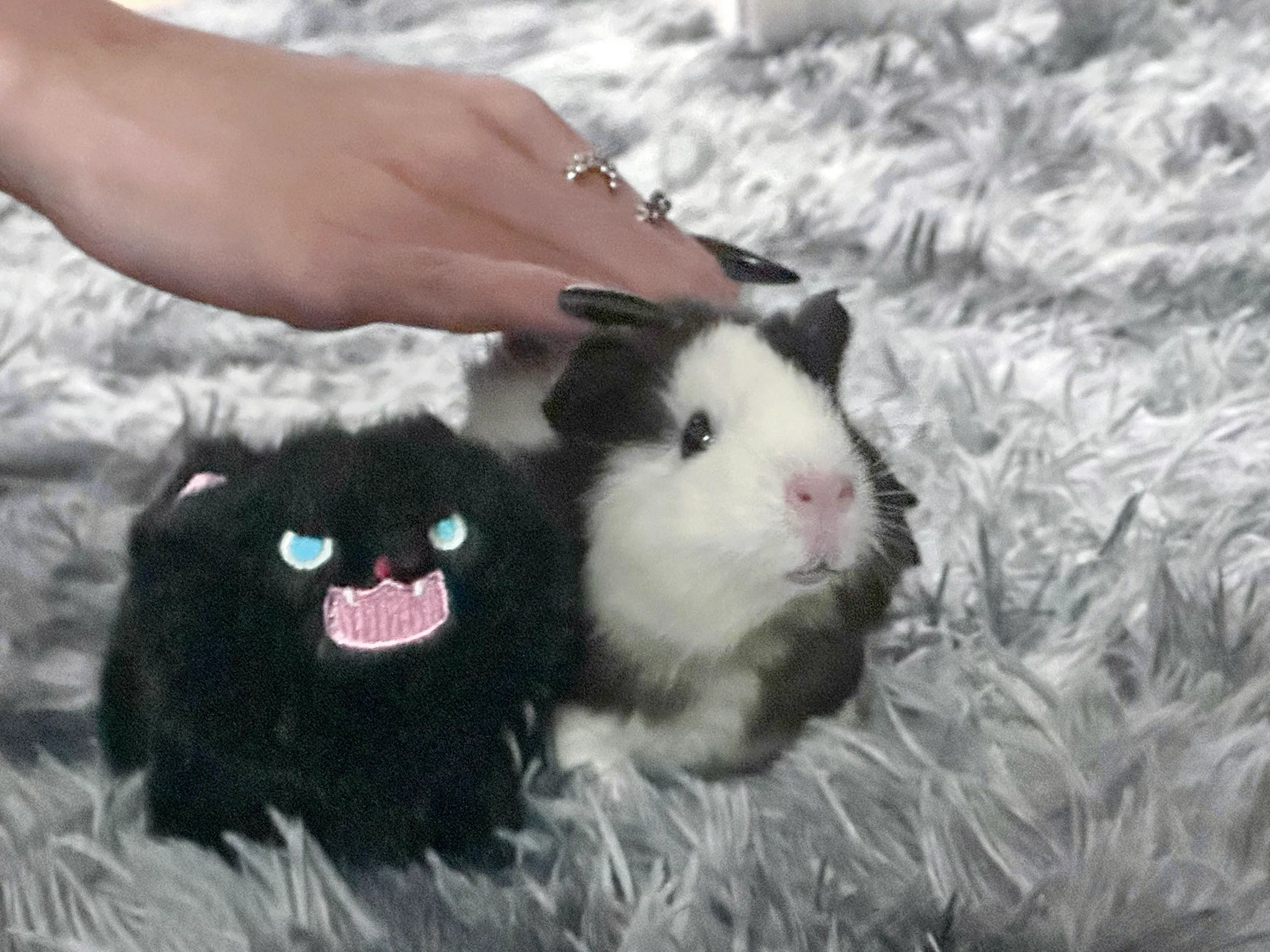我是荷兰猪宠物博主 https://t.co/FYlrdRcrs5