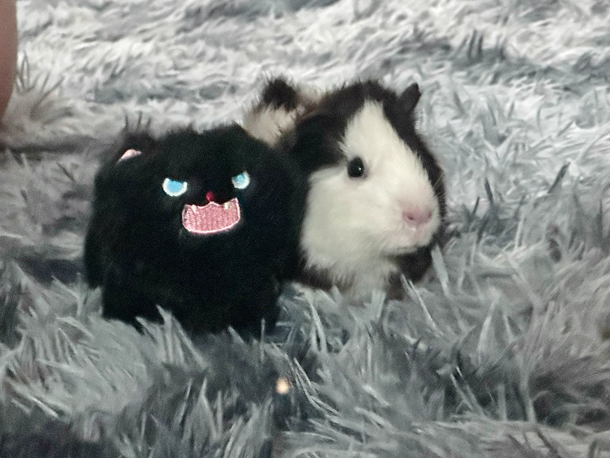 我是荷兰猪宠物博主 https://t.co/FYlrdRcrs5