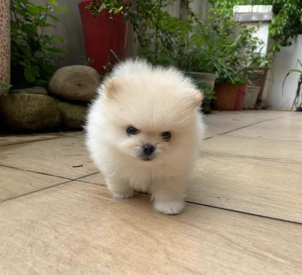 好可爱的小宝宝一只 https://t.co/o4EXO0Dtbp