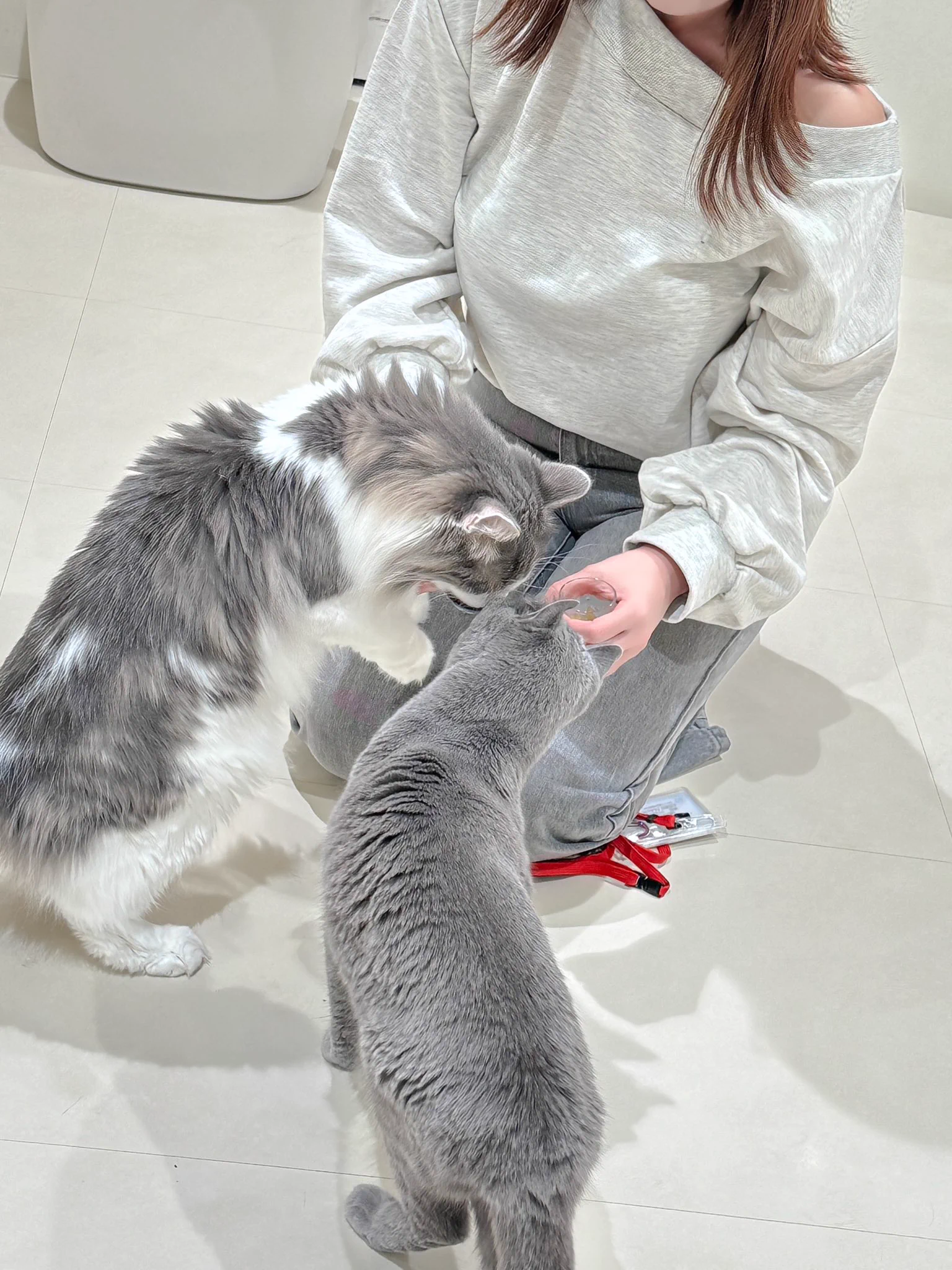 ネコまっしぐら🐈‍⬛🐈‍⬛🐈‍⬛ https://t.co/me0mgTf794